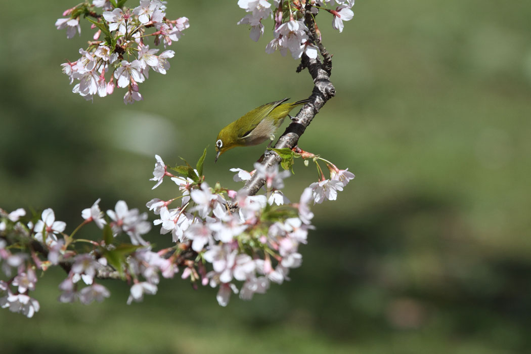 相模原公園はサクラも満開　鳥たちも集まっていました